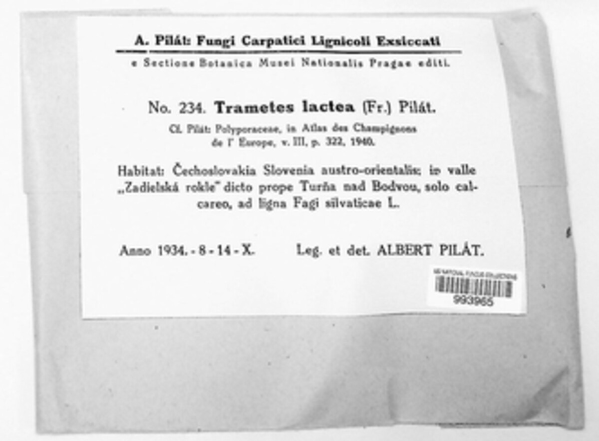 Irpex lacteus image